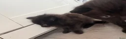 Mixed Breed cats for sale: Kittens for sale  - Advert 9