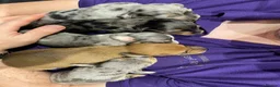 Miniature Dachshund dogs for sale: Beautiful Purebred Miniature Dachshund Puppies 🐾 - Advert 9