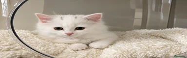 Turkish Angora 5
