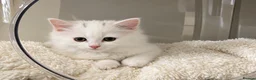 Turkish Angora cats for sale: Turkish Angora kittens  - Advert 2