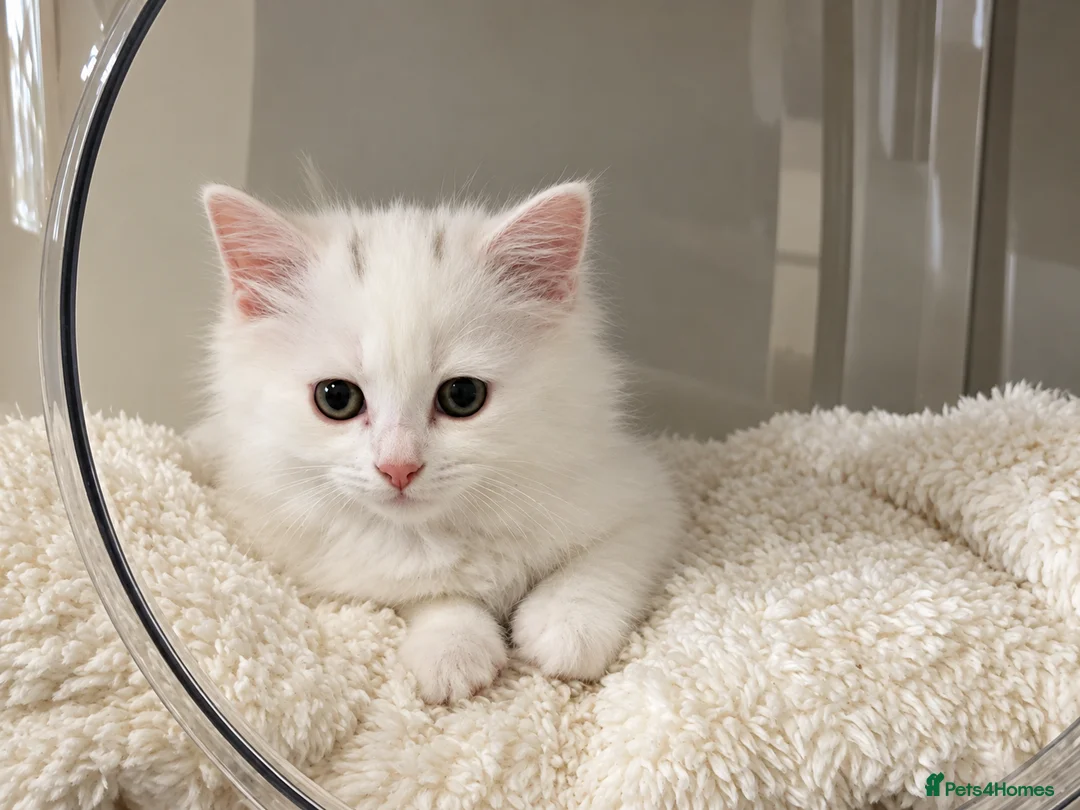 Turkish Angora cats for sale: Turkish Angora kittens  - Advert 2