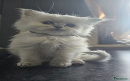 Ragdoll cats for sale: Ragdoll Kittens For Sale - Image 4