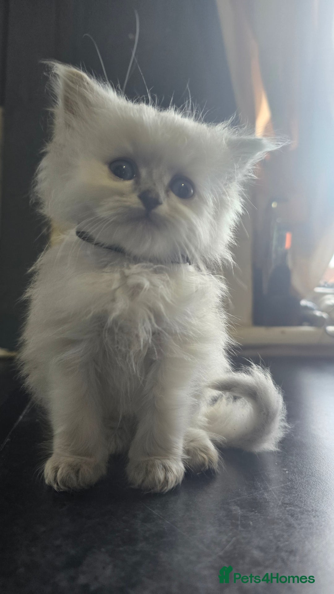 Ragdoll cats for sale: Ragdoll Kittens For Sale - Image 4