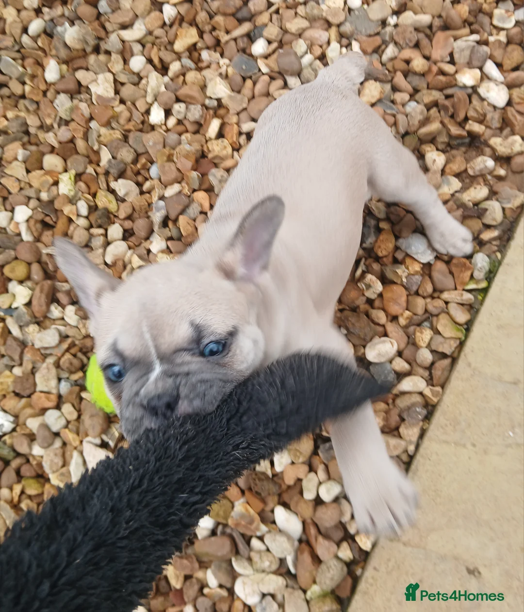 French Bulldog dogs for sale: 5 Beautiful French Bulldog looking for a new home in Wellingborough - Advert 10