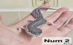 Leopard Gecko reptiles for sale: Blacknight macksnows and supersnows in tremper - Image 16