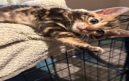 Bengal cats for sale: Snow Lynx, Marble & Brown Rosette Bengals - Image 5