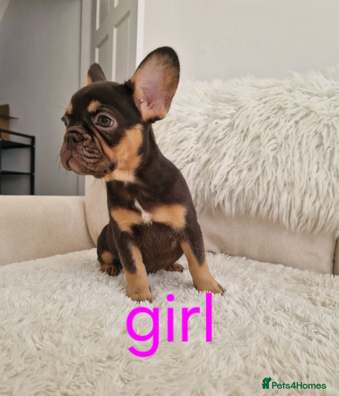 French Bulldog dogs 🌟REDUCED🌟only one girl and one boy left - Advert 2