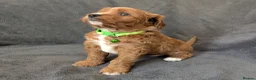 Cavapoo dogs for sale: All puppies reserved. - Advert 9