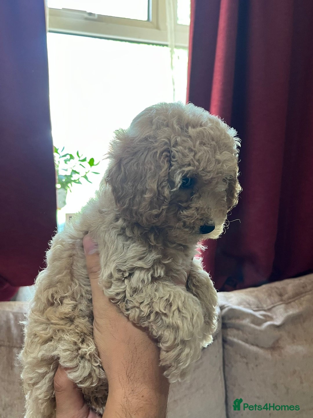 Maltipoo dogs for sale: Maltipoo Puppies - Image 10
