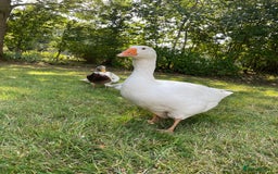 Geese poultry for sale: Embden Geese  - Image 3