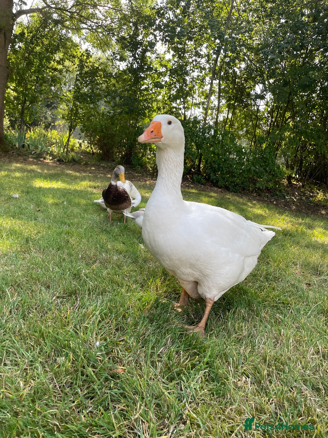Geese poultry for sale: Embden Geese  - Image 3