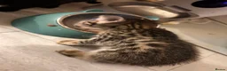 Savannah cats for sale: Stunning F3 Savannahs Last spotted girl - Advert 12