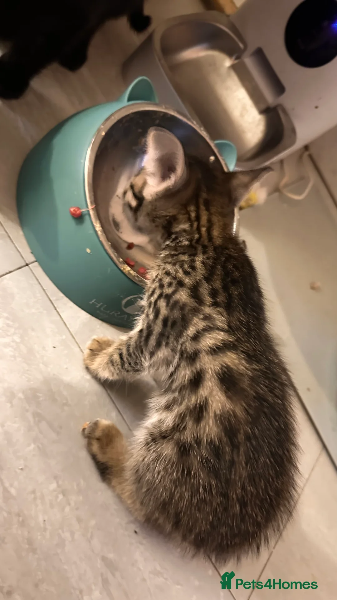 Savannah cats for sale: Stunning F3 Savannahs Last spotted girl - Advert 12