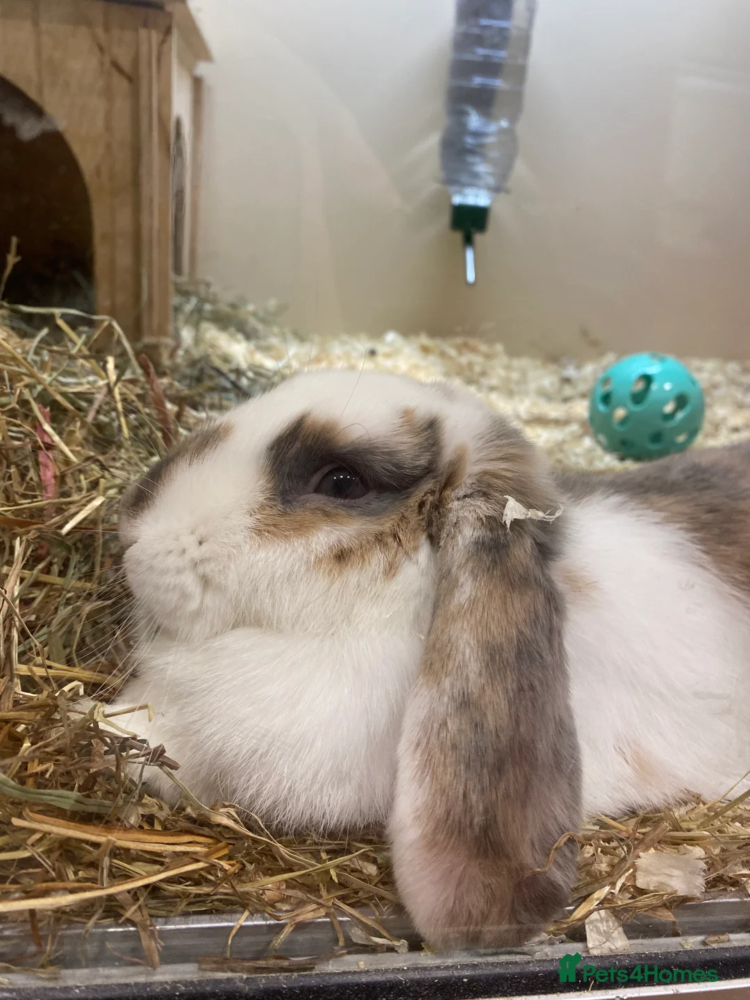 Mixed Breed rabbits for sale: Curios Male Rabbit  - Advert 2