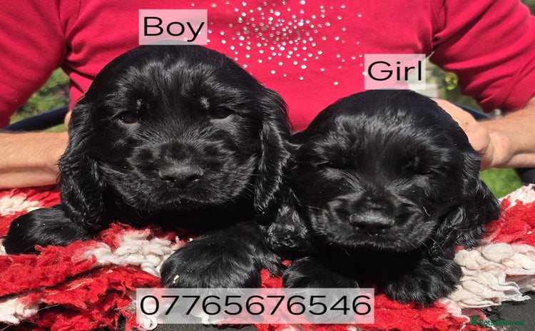 Cocker Spaniel dogs - Advert 9