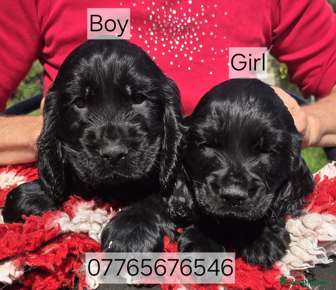 Cocker Spaniel dogs for sale: Show Cocker Spaniel Puppies Homebred Licenced - Image 1