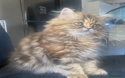 Persian cats for sale: Persian kitten still looking for her forever home  in Gateshead - Image 2