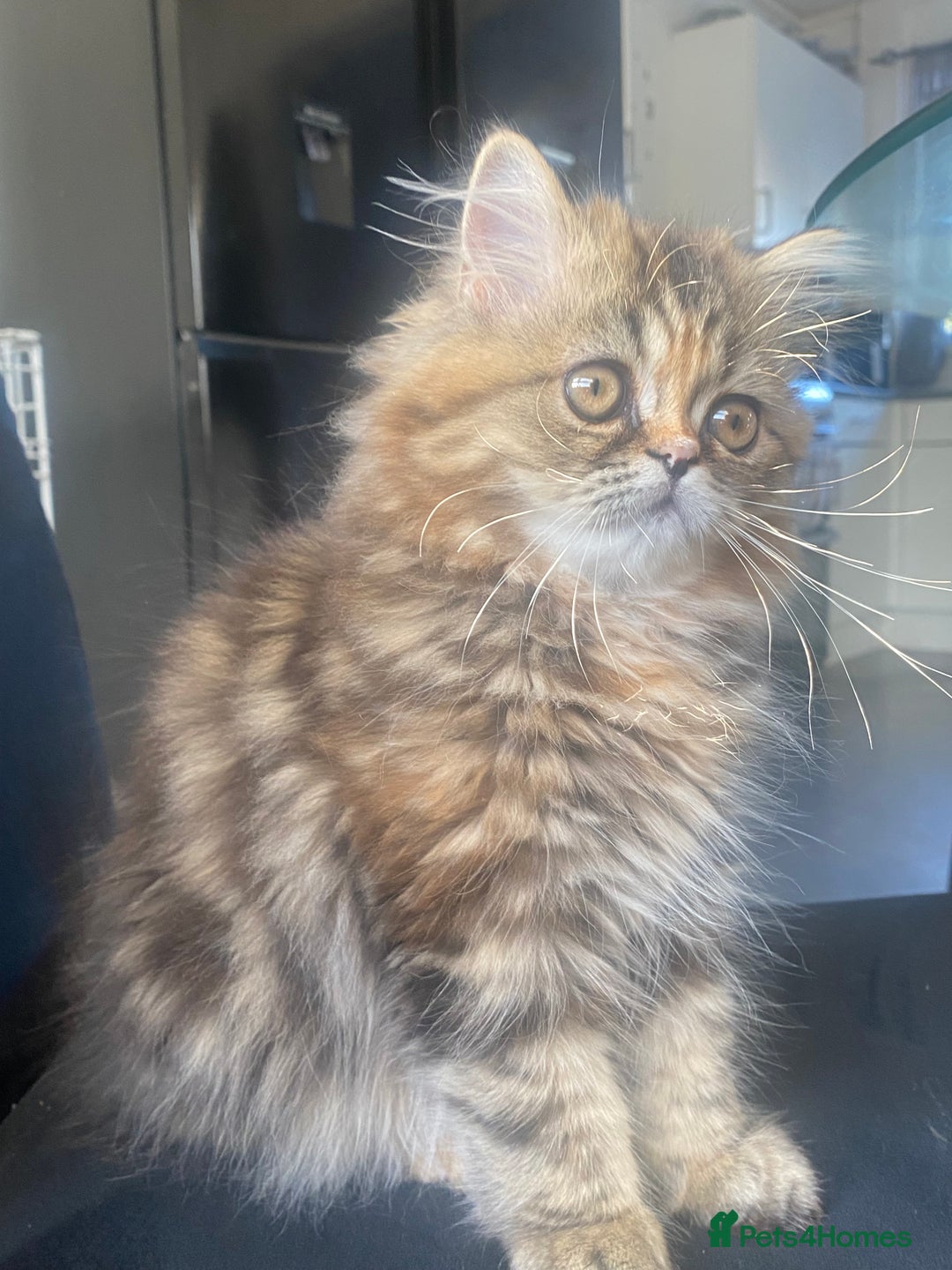 Persian cats for sale: Persian kitten still looking for her forever home  in Gateshead - Image 2