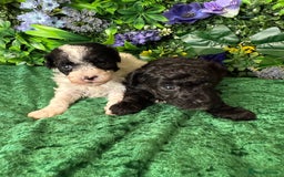 Toy Poodle dogs for sale: KC registered toy poodles - Image 5