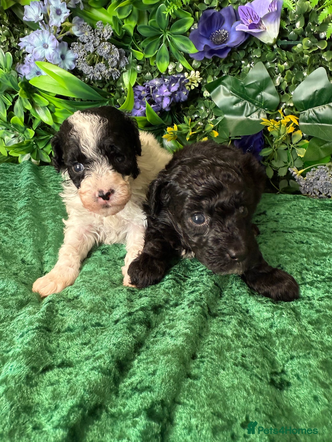 Toy Poodle dogs for sale: KC registered toy poodles - Image 5