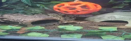 Snake reptiles for sale: 3 female 1 male  - Advert 3