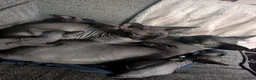 Sphynx cats for sale: Beautiful little boy  - Advert 6