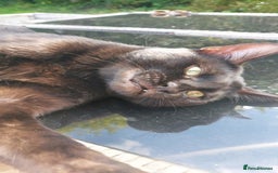 Bengal cats for sale: Smoke solid bengal adult male - Image 2