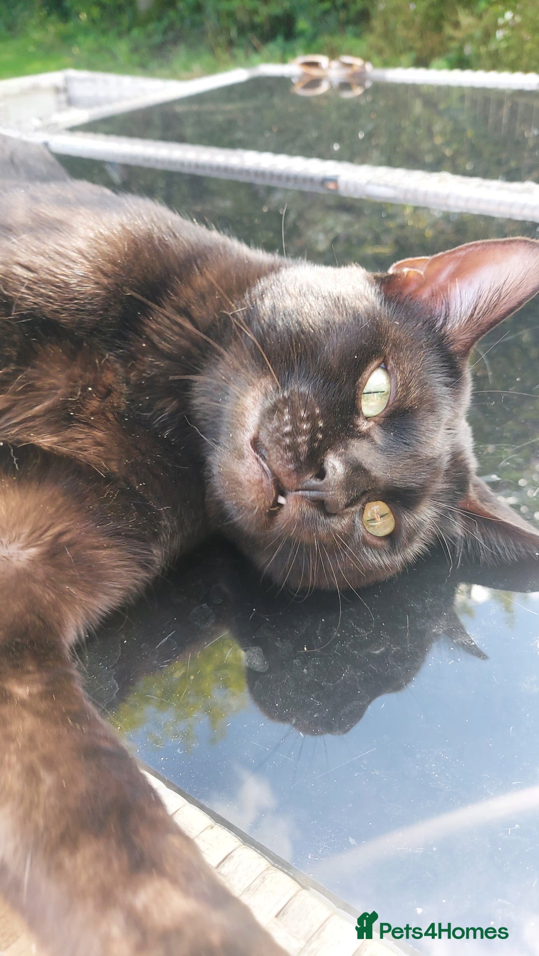 Bengal cats for sale: Smoke solid bengal adult male - Image 2