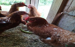 Chickens poultry for sale: Point of lay warren hens - Image 7