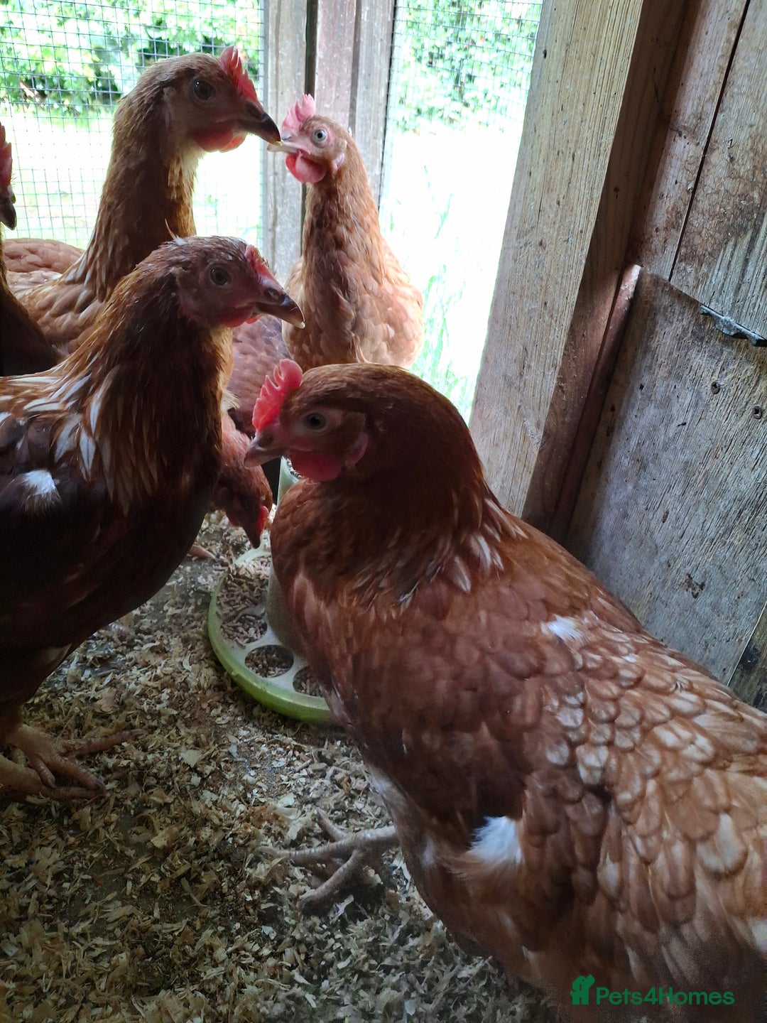 Chickens poultry for sale: Point of lay warren hens - Image 7