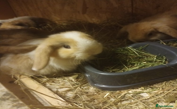 Mini Lop rabbits Mini lops  - Advert 1