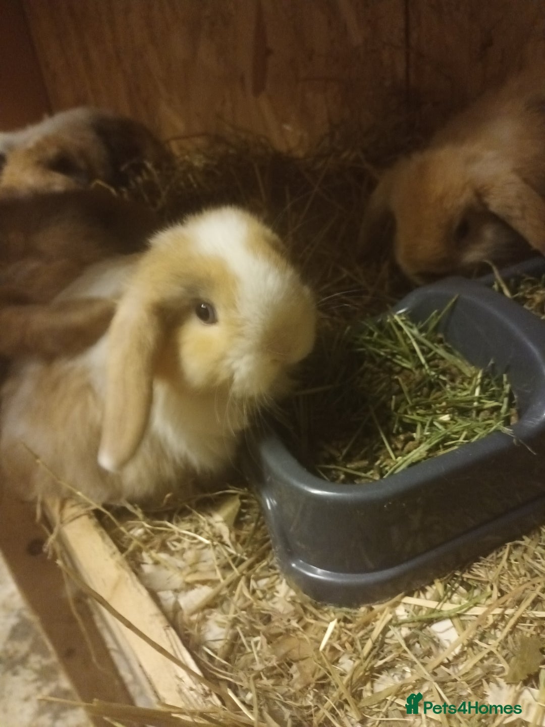 Mini Lop rabbits for sale: Mini lops  - Advert 1