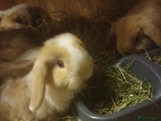 Mini Lop rabbits Mini lops - Advert 2