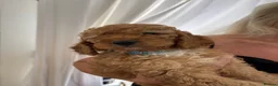 Cockapoo dogs for sale: Adorable out standing health checks - Advert 13