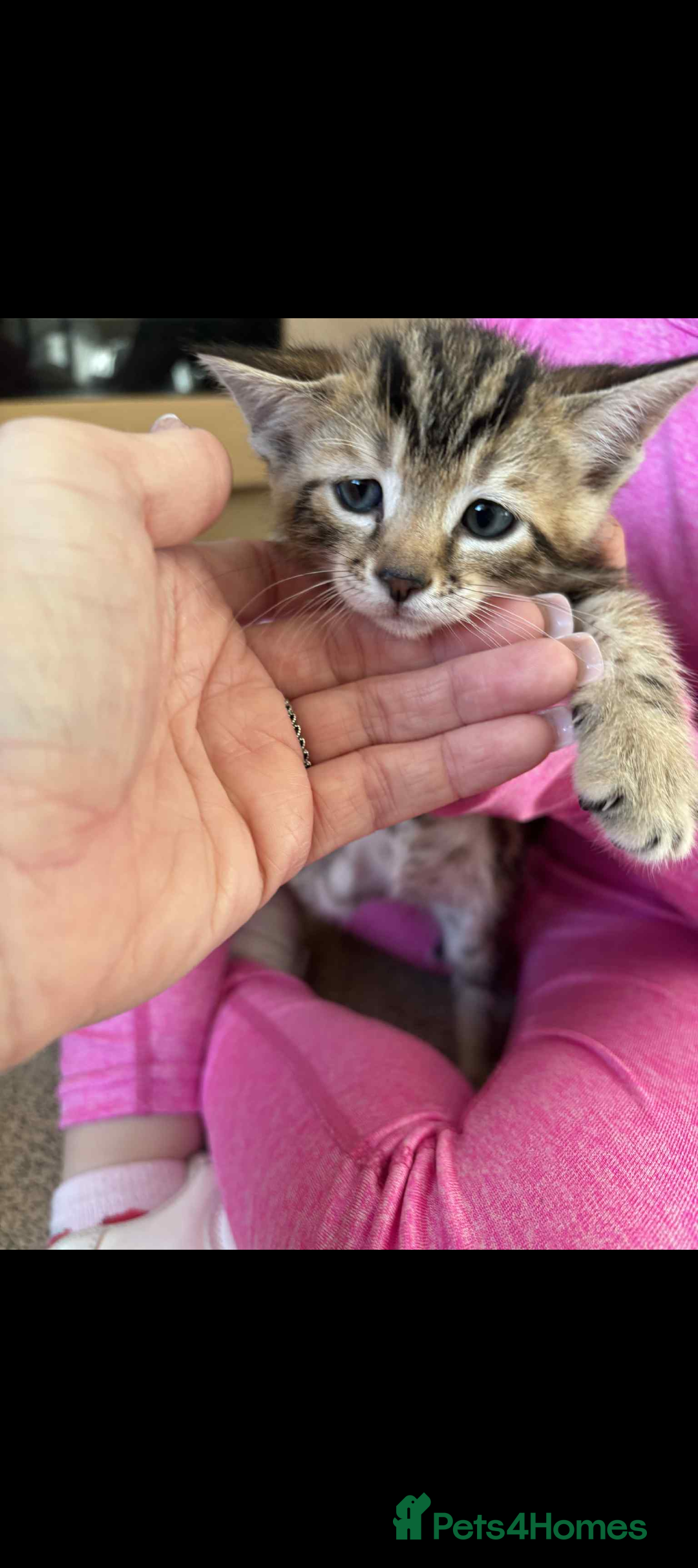 Bengal cats for sale: Bengal x - Image 7