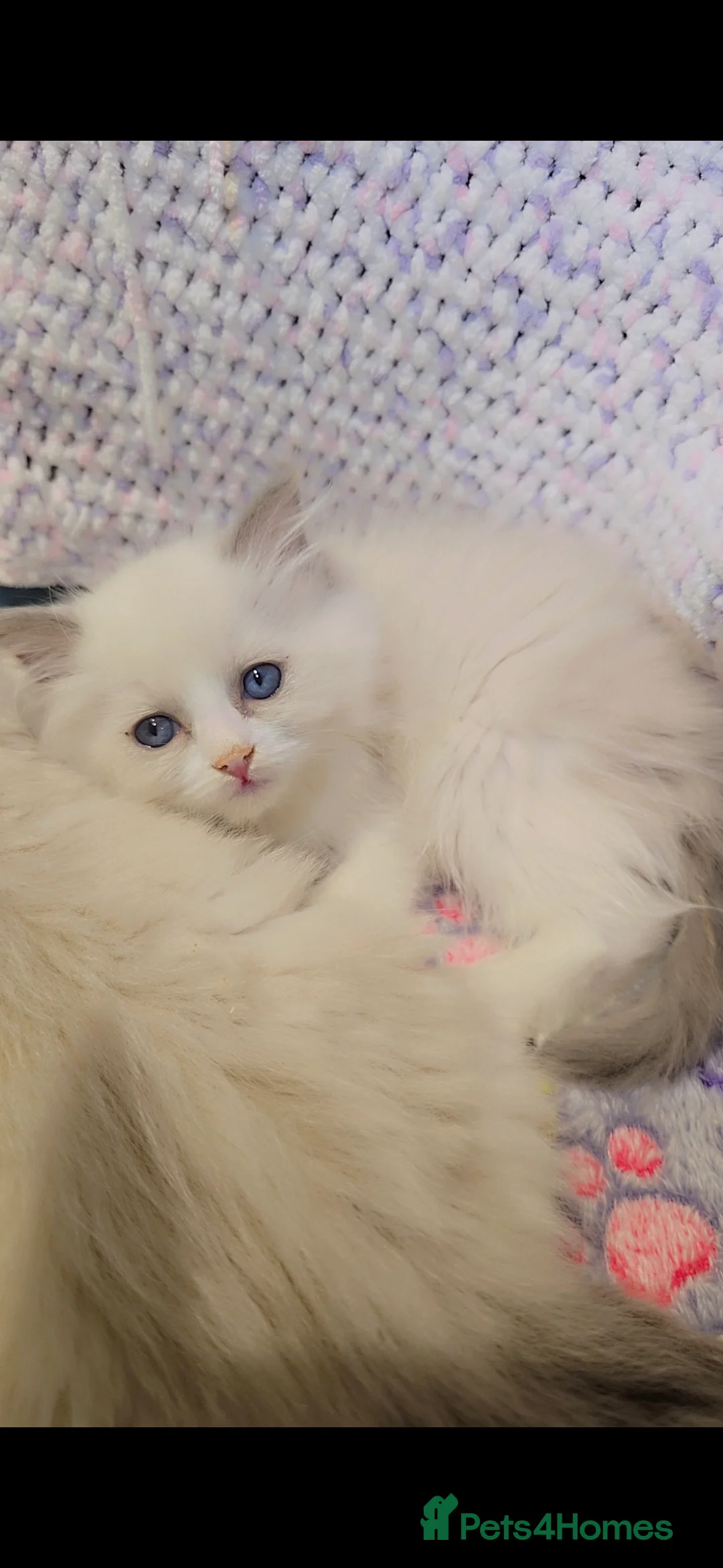 Ragdoll cats for sale: TICA REGISTERED KITTENS/Active - Advert 34
