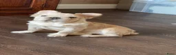 French Bulldog dogs for sale: Priced to go Top quality fluffy Frenchbulldogs - Advert 6