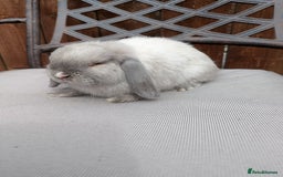 Mini Lop rabbits for sale: Mini lops baby rabbits for sale  - Image 10