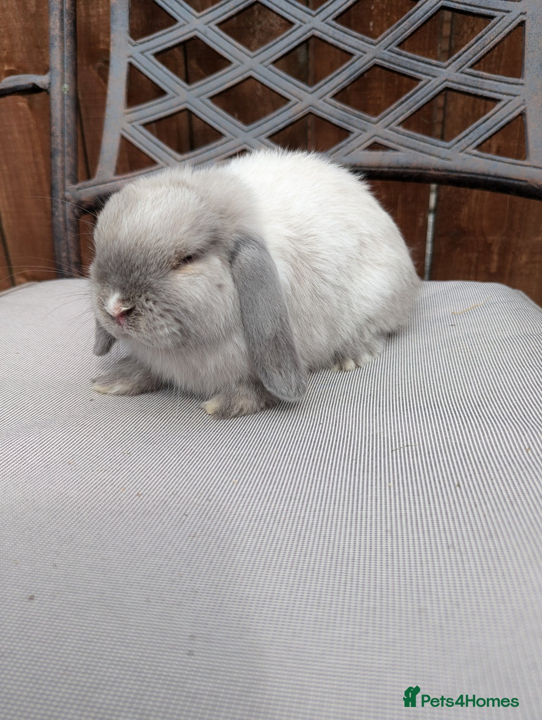 Mini Lop rabbits for sale: Mini lops baby rabbits for sale  - Image 10