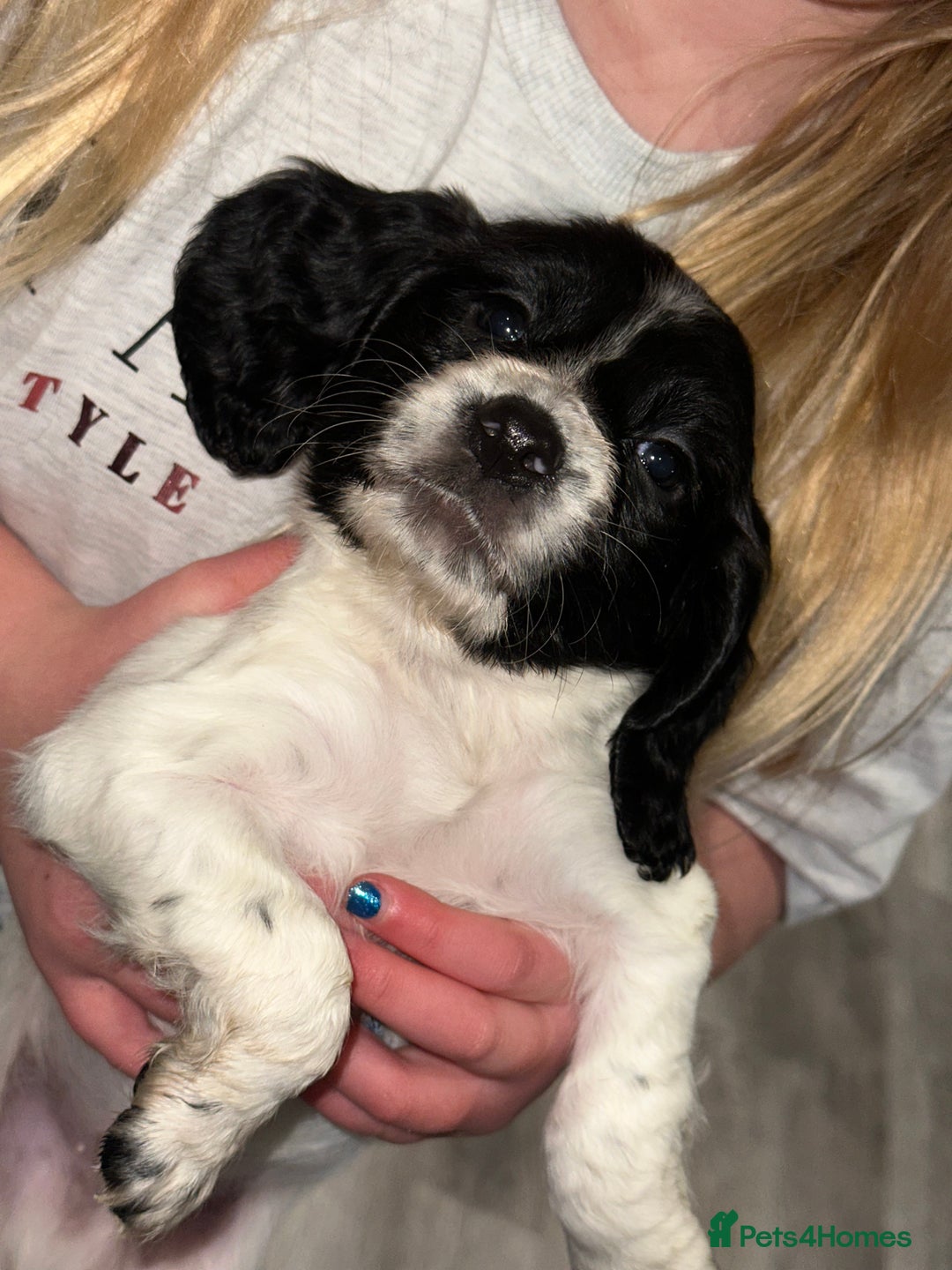 Cocker Spaniel dogs for sale: FIVE BEAUTIFUL COCKER SPANIEL BOYS - Advert 3