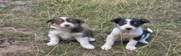 Border Collie dogs for sale: Beautiful border collie pups for sale!  in Abergavenny - Advert 14