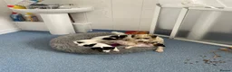 Mixed Breed dogs for sale: 3 male pups  in Pembroke - Advert 20