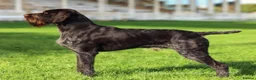 German Wirehaired Pointer dogs for sale: 2 males available  - Advert 2