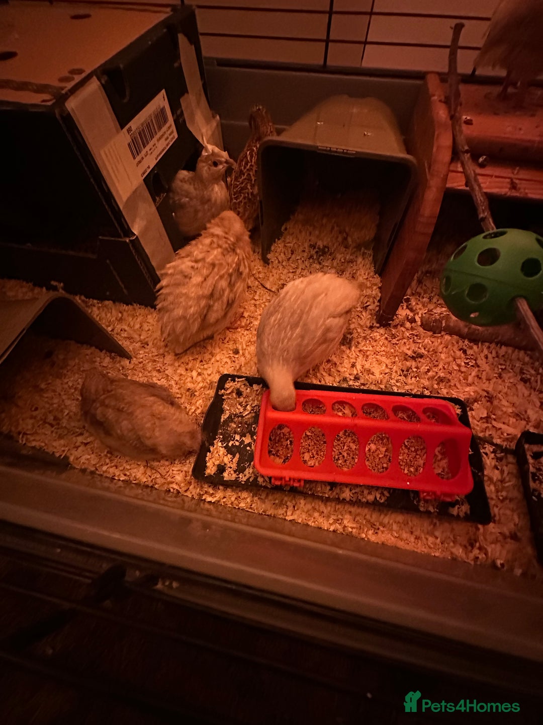 Quail poultry for sale: Quails for sale - Image 2