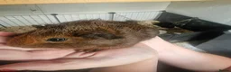 Guinea Pig rodents for sale: Female guinea pigs  - Advert 6