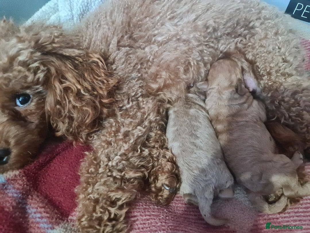 Toy Poodle dogs for sale: Mini TOY POODLES Last one boy available - Advert 5