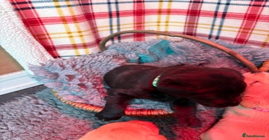 Labrador Retriever dogs Labrador puppies - Advert 3