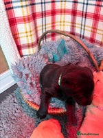 Labrador Retriever dogs Labrador puppies - Advert 3