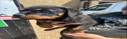 Rottweiler dogs for sale: rottweiller pups - Advert 6