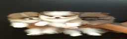 Pomeranian dogs for sale: High Quality Show Pomeranian puppies Champion Mum - Advert 1